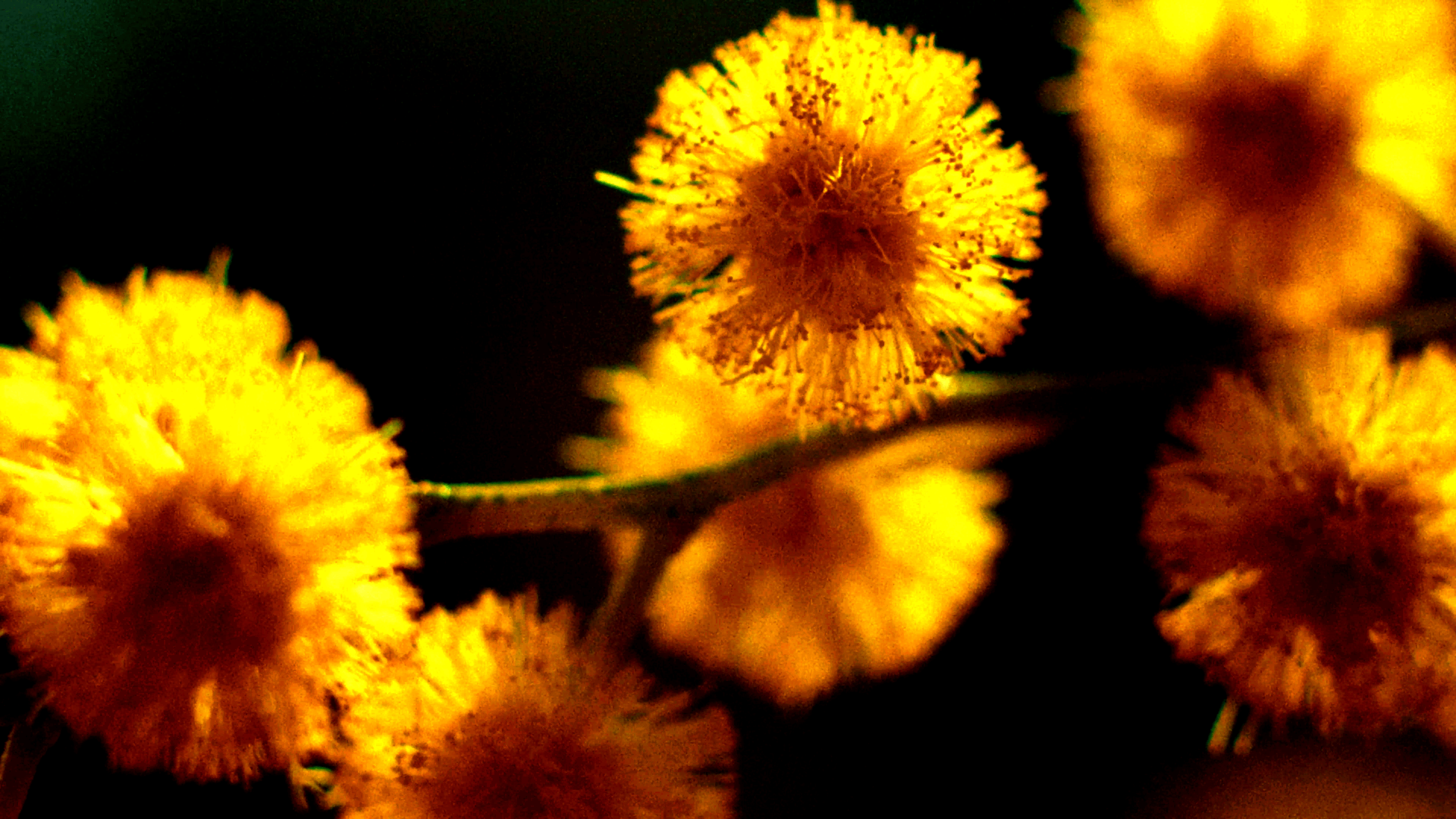 pfc-mimose-tour-2025-01-15-at-19.11.08-min.png